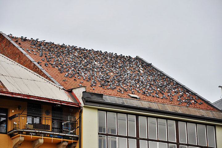 A2B Pest Control are able to install spikes to deter birds from roofs in The Boldons. 