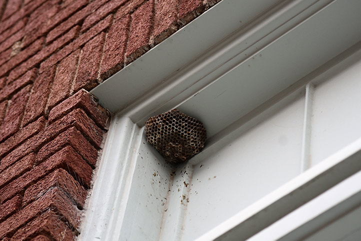We provide a wasp nest removal service for domestic and commercial properties in The Boldons.
